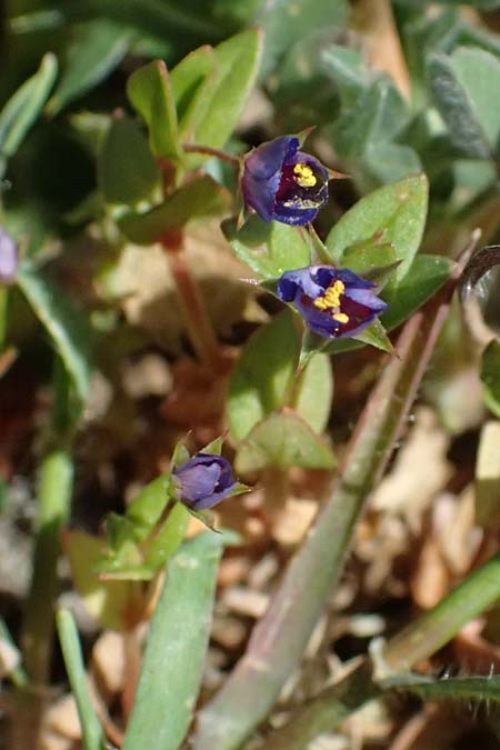 Lysimachia loeflingii \ Acker-Gauchheil / Scarlet Pimpernel, Zypern/Cyprus Akamas, Neo Chorio 20.3.2025