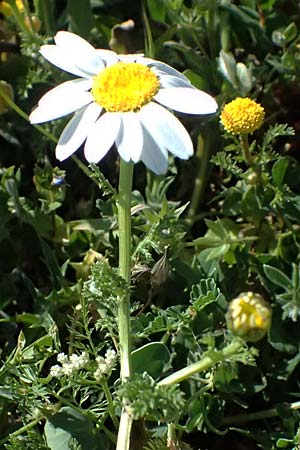 Anthemis palaestina \ Pal�stinensische Hundskamille / Palestine Chamomile, Zypern/Cyprus Akamas, Neo Chorio 20.3.2025