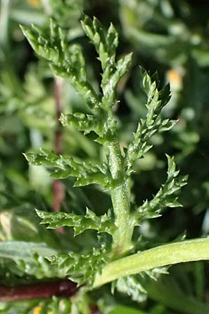 Anthemis palaestina \ Pal�stinensische Hundskamille / Palestine Chamomile, Zypern/Cyprus Akamas, Neo Chorio 20.3.2025