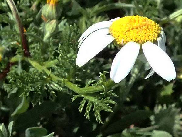 Anthemis palaestina \ Pal�stinensische Hundskamille / Palestine Chamomile, Zypern/Cyprus Akamas, Neo Chorio 20.3.2025