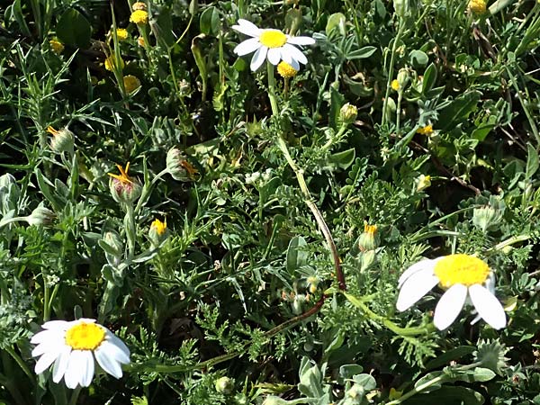 Anthemis palaestina \ Pal�stinensische Hundskamille / Palestine Chamomile, Zypern/Cyprus Akamas, Neo Chorio 20.3.2025
