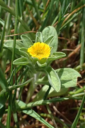 Asteriscus aquaticus \ Einjhriger Strandstern, Gewhnliches Sternauge / Sweet-Scented Oxeye, Golden Starwort, Zypern/Cyprus Petra tou Romiou 30.3.2025