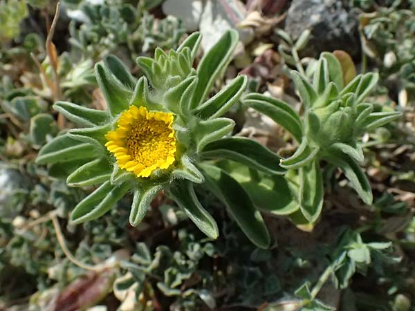 Asteriscus aquaticus \ Einjhriger Strandstern, Gewhnliches Sternauge / Sweet-Scented Oxeye, Golden Starwort, Zypern/Cyprus Petra tou Romiou 30.3.2025