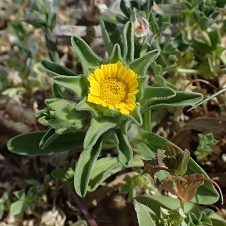 Asteriscus aquaticus \ Einjhriger Strandstern, Gewhnliches Sternauge / Sweet-Scented Oxeye, Golden Starwort, Zypern/Cyprus Petra tou Romiou 30.3.2025