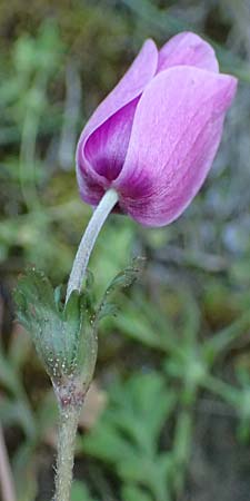 Anemone coronaria \ Kronen-Anemone / Poppy Anemone, Crown Anemone, Zypern/Cyprus Akrotiri 23.3.2025