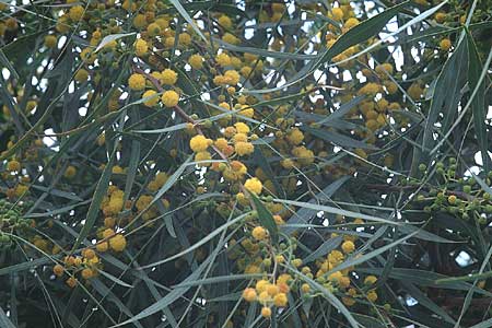 Acacia retinodes \ Immerbl�hende Akazie, Zypern Akrotiri 3.3.1997