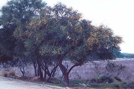 Acacia retinodes \ Immerbl�hende Akazie, Zypern Akrotiri 3.3.1997