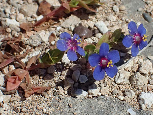 Lysimachia foemina \ Blauer Gauchheil / Blue Pimpernel, Zypern/Cyprus Episkopi 23.3.2025