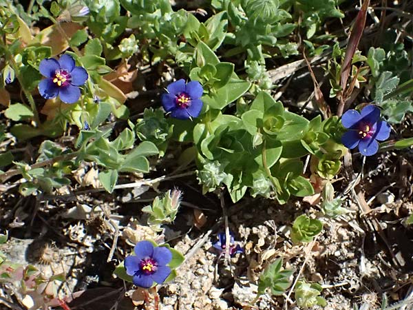 Lysimachia foemina \ Blauer Gauchheil / Blue Pimpernel, Zypern/Cyprus Episkopi 23.3.2025