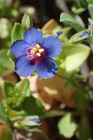 Lysimachia foemina \ Blauer Gauchheil / Blue Pimpernel, Zypern/Cyprus Episkopi 23.3.2025