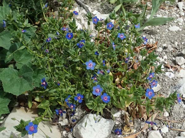 Lysimachia foemina \ Blauer Gauchheil / Blue Pimpernel, Zypern/Cyprus Prov. Paphos, Episkopi 31.3.2025