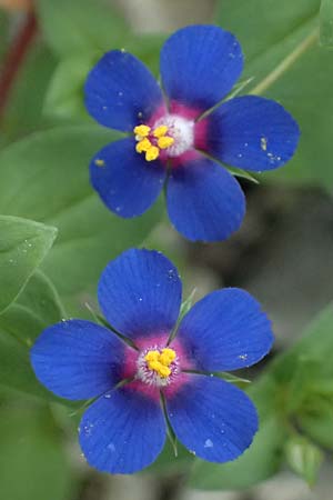Lysimachia foemina \ Blauer Gauchheil / Blue Pimpernel, Zypern/Cyprus Prov. Paphos, Episkopi 31.3.2025