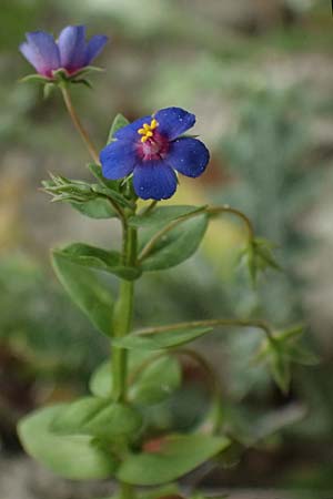 Lysimachia foemina \ Blauer Gauchheil / Blue Pimpernel, Zypern/Cyprus Kato Archimandrita 1.4.2025