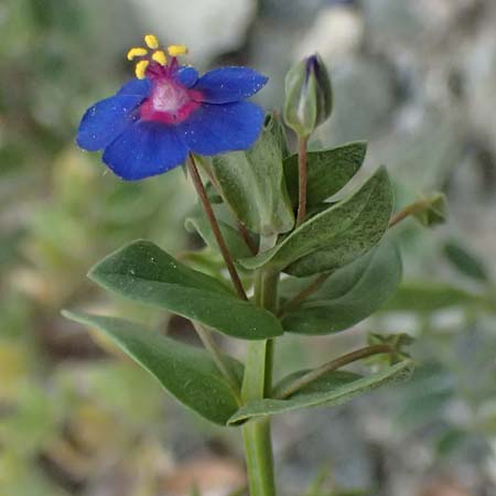 Lysimachia foemina \ Blauer Gauchheil / Blue Pimpernel, Zypern/Cyprus Kato Archimandrita 1.4.2025