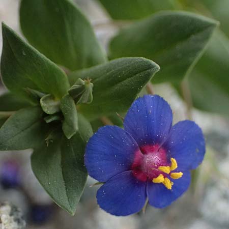 Lysimachia foemina \ Blauer Gauchheil / Blue Pimpernel, Zypern/Cyprus Kato Archimandrita 1.4.2025
