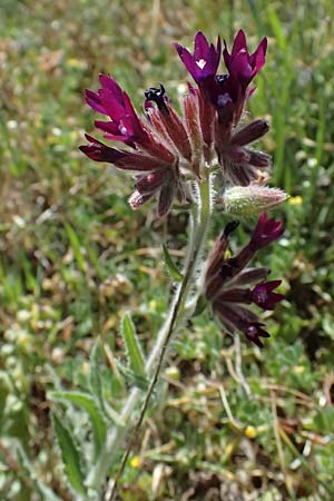 Anchusa hybrida \ Gewellte Ochsenzunge, Hybrid-Ochsenzunge / Undulate Bugloss, Zypern/Cyprus Akrotiri 23.3.2025