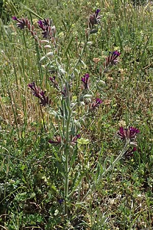 Anchusa hybrida \ Gewellte Ochsenzunge, Hybrid-Ochsenzunge / Undulate Bugloss, Zypern/Cyprus Akrotiri 23.3.2025