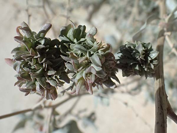 Atriplex halimus \ Strauch-Melde / Salt Bush, Sea Orache, Zypern/Cyprus Kourion 29.3.2025