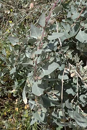 Atriplex halimus \ Strauch-Melde / Salt Bush, Sea Orache, Zypern/Cyprus Kourion 29.3.2025