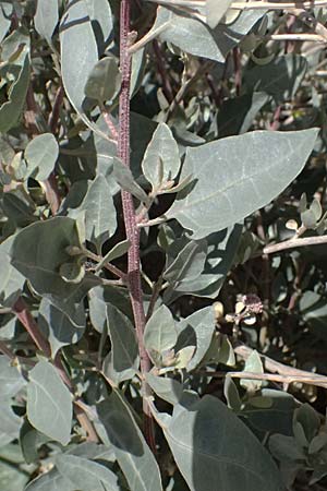Atriplex halimus \ Strauch-Melde / Salt Bush, Sea Orache, Zypern/Cyprus Kourion 29.3.2025