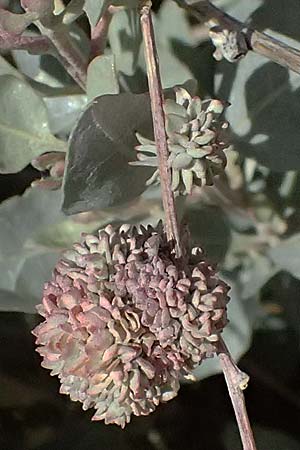 Atriplex halimus \ Strauch-Melde / Salt Bush, Sea Orache, Zypern/Cyprus Kourion 29.3.2025