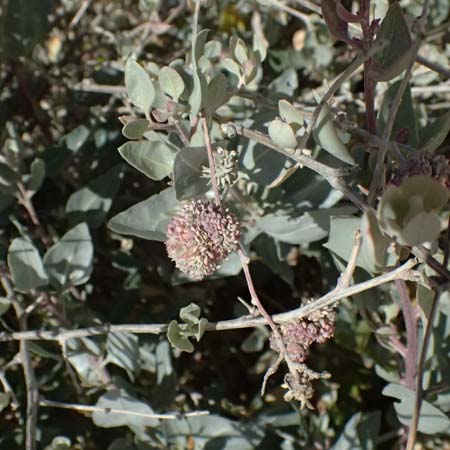 Atriplex halimus \ Strauch-Melde / Salt Bush, Sea Orache, Zypern/Cyprus Kourion 29.3.2025