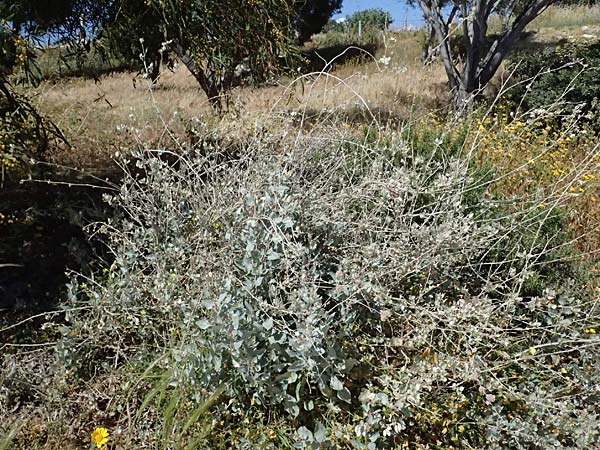 Atriplex halimus \ Strauch-Melde / Salt Bush, Sea Orache, Zypern/Cyprus Kourion 29.3.2025