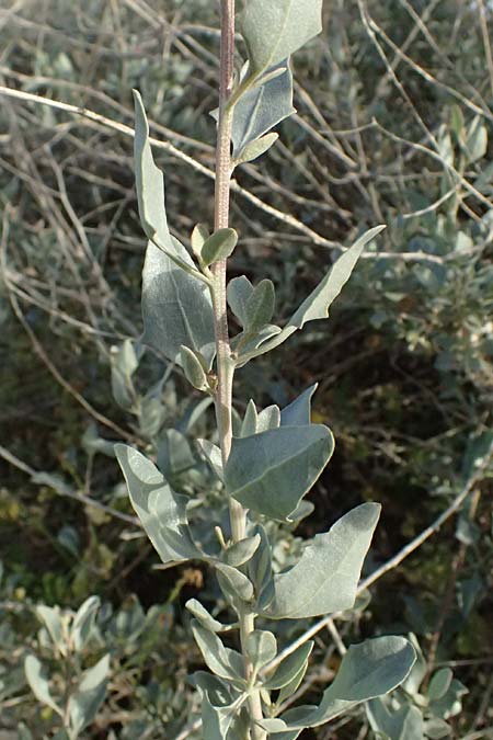 Atriplex halimus \ Strauch-Melde / Salt Bush, Sea Orache, Zypern/Cyprus Prov.  Paphos,  Episkopi 31.3.2025