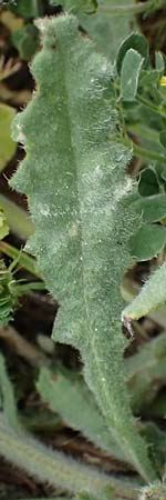 Anchusa hybrida \ Gewellte Ochsenzunge, Hybrid-Ochsenzunge / Undulate Bugloss, Zypern/Cyprus Kato Archimandrita 1.4.2025