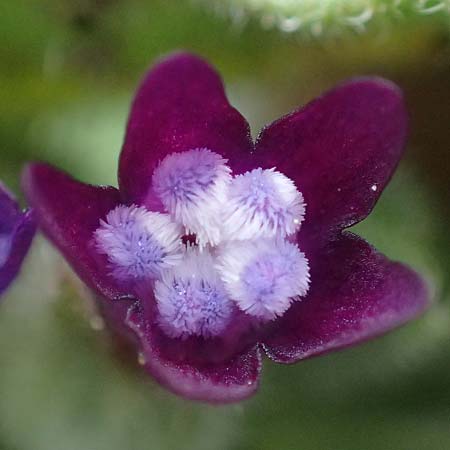 Anchusa hybrida \ Gewellte Ochsenzunge, Hybrid-Ochsenzunge / Undulate Bugloss, Zypern/Cyprus Kato Archimandrita 1.4.2025