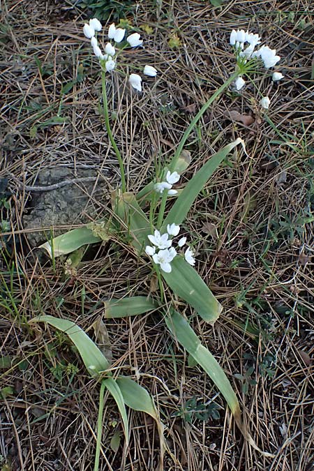 Allium neapolitanum \ Neapolitanischer Lauch / White Garlic, Zypern/Cyprus Akamas, Neo Chorio 20.3.2025