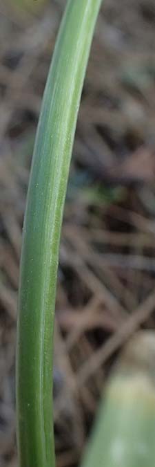 Allium neapolitanum \ Neapolitanischer Lauch / White Garlic, Zypern/Cyprus Akamas, Neo Chorio 20.3.2025