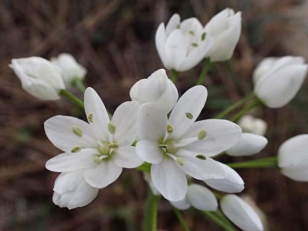 Allium neapolitanum \ Neapolitanischer Lauch / White Garlic, Zypern/Cyprus Akamas, Neo Chorio 20.3.2025