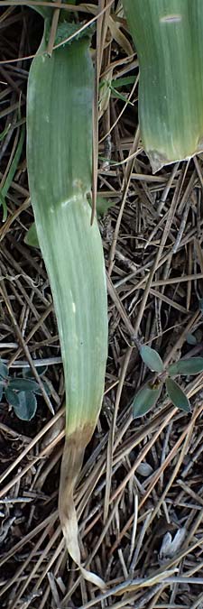 Allium neapolitanum \ Neapolitanischer Lauch / White Garlic, Zypern/Cyprus Akamas, Neo Chorio 20.3.2025