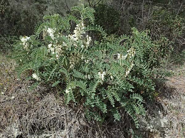 Astragalus lusitanicus subsp. orientalis \ Orientalischer Strauch-Tragant / Oriental Milk-Vetch, Zypern/Cyprus Lagoudera 26.3.2025