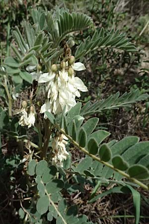Astragalus lusitanicus subsp. orientalis \ Orientalischer Strauch-Tragant / Oriental Milk-Vetch, Zypern/Cyprus Lagoudera 26.3.2025