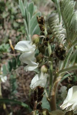 Astragalus lusitanicus subsp. orientalis \ Orientalischer Strauch-Tragant / Oriental Milk-Vetch, Zypern/Cyprus Lagoudera 26.3.2025