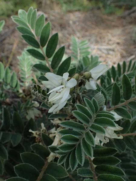Astragalus lusitanicus subsp. orientalis \ Orientalischer Strauch-Tragant / Oriental Milk-Vetch, Zypern/Cyprus Lagoudera 26.3.2025