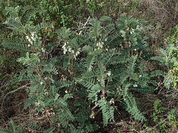 Astragalus lusitanicus subsp. orientalis \ Orientalischer Strauch-Tragant / Oriental Milk-Vetch, Zypern/Cyprus Lagoudera 26.3.2025
