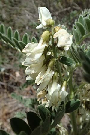 Astragalus lusitanicus subsp. orientalis \ Orientalischer Strauch-Tragant / Oriental Milk-Vetch, Zypern/Cyprus Lagoudera 26.3.2025