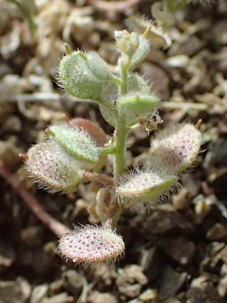 Alyssum strigosum \ Schlankes Steinkraut / Slender Alison, Zypern/Cyprus Xyliatos 26.3.2025