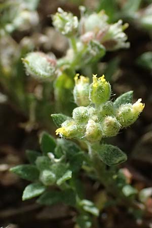 Alyssum strigosum \ Schlankes Steinkraut / Slender Alison, Zypern/Cyprus Xyliatos 26.3.2025