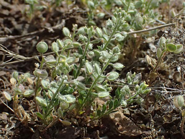 Alyssum strigosum \ Schlankes Steinkraut / Slender Alison, Zypern/Cyprus Xyliatos 26.3.2025