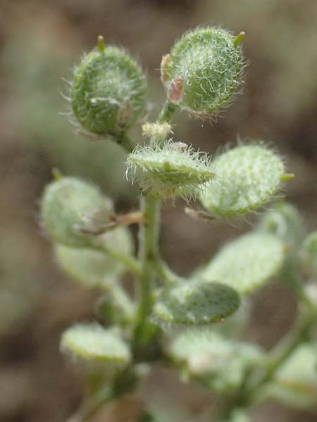 Alyssum strigosum \ Schlankes Steinkraut / Slender Alison, Zypern/Cyprus Xyliatos 26.3.2025