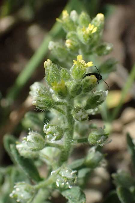 Alyssum strigosum \ Schlankes Steinkraut / Slender Alison, Zypern/Cyprus Xyliatos 26.3.2025