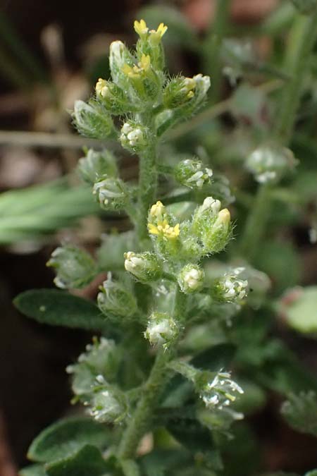 Alyssum strigosum \ Schlankes Steinkraut / Slender Alison, Zypern/Cyprus Xyliatos 26.3.2025