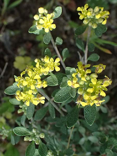 Alyssum akamasicum \ Akamas-Steinkraut / Akamas Alison, Zypern/Cyprus Baths of Aphrodite 27.3.2025