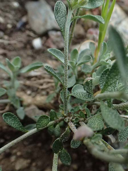 Alyssum akamasicum \ Akamas-Steinkraut / Akamas Alison, Zypern/Cyprus Baths of Aphrodite 27.3.2025