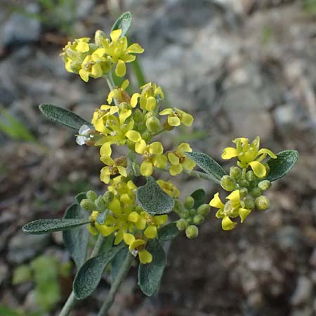 Alyssum akamasicum \ Akamas-Steinkraut / Akamas Alison, Zypern/Cyprus Baths of Aphrodite 27.3.2025