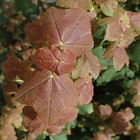 Acer obtusifolium \ Syrischer Ahorn / Syrian Maple, Zypern/Cyprus Xyliatos 26.3.2025
